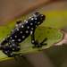 Marañón Poison Frog - Photo (c) Josh Allen, some rights reserved (CC BY-NC), uploaded by Josh Allen