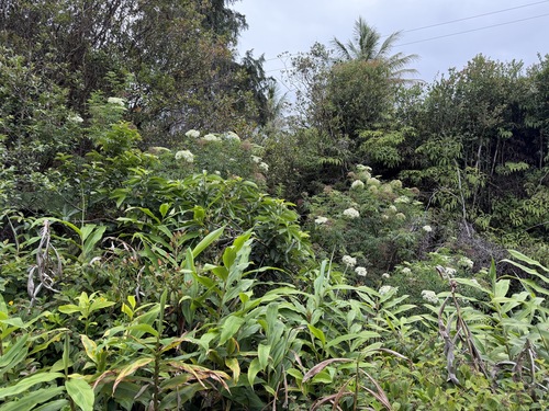 Sambucus canadensis observed 2026-06-15