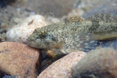 Cottus perifretum