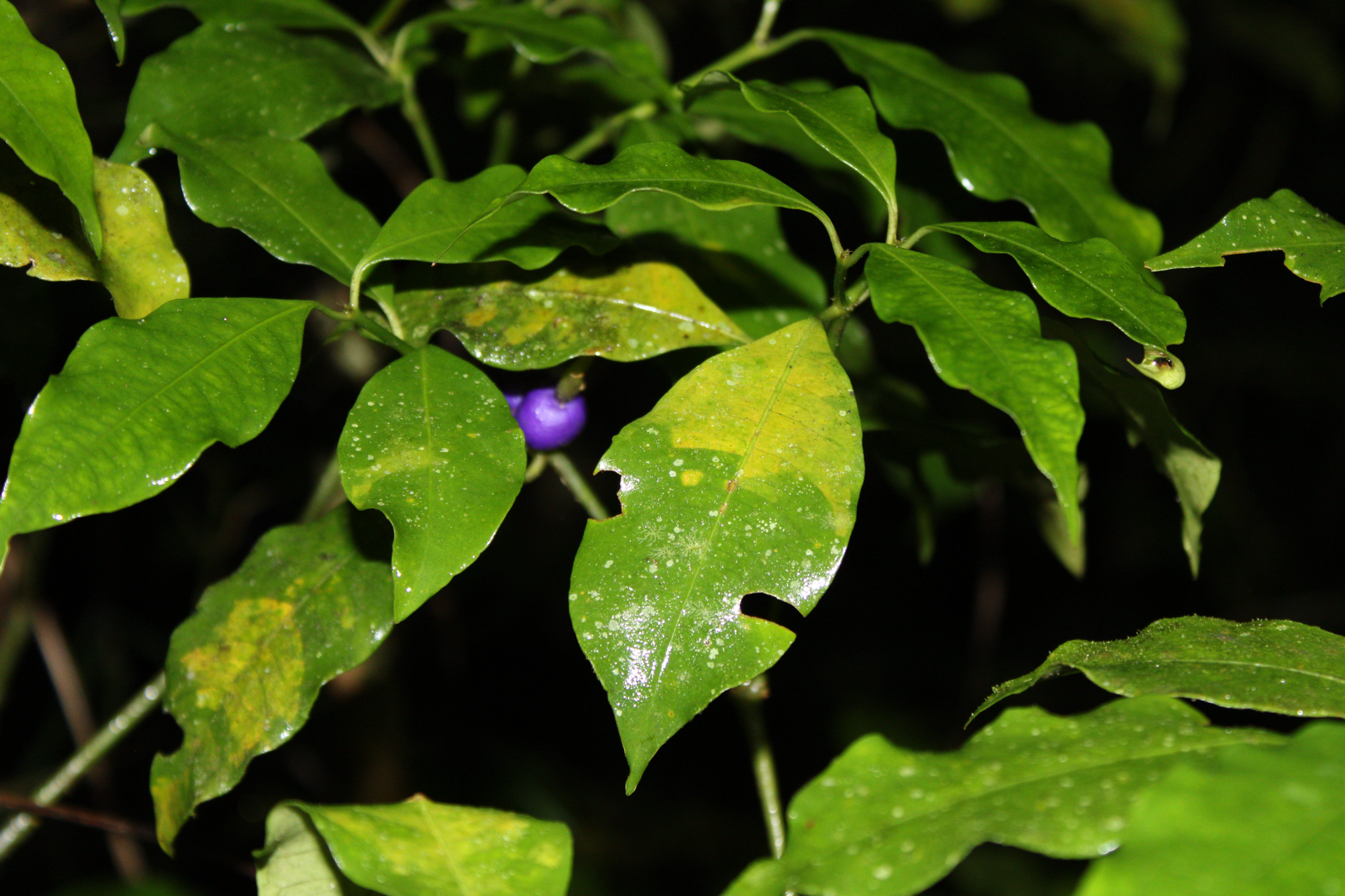 Psychotria suterella