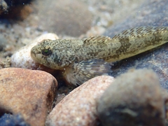 Cottus perifretum