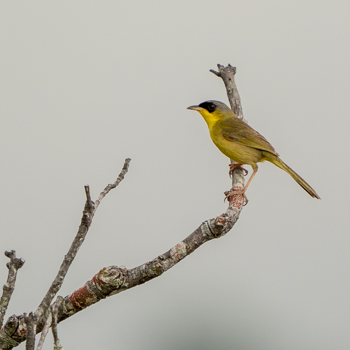 Grey-crowned Yellowthroat (Geothlypis poliocephala), photo 3