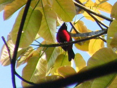 Ramphocelus melanogaster