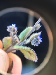 Myosotis stricta