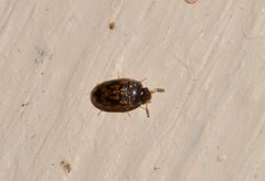 Litargops multiguttatus