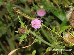 Cirsium japonicum australe