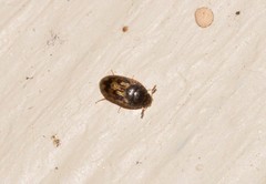 Litargops multiguttatus