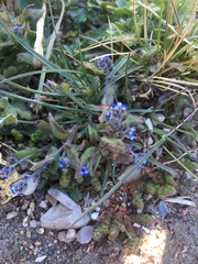 Myosotis stricta