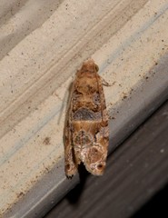 Lobesia transtrifera