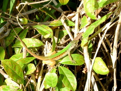 Kentropyx altamazonica