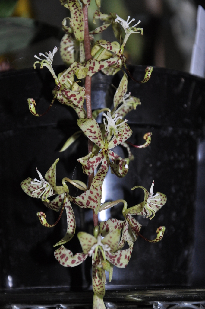 Cycnoches peruvianum