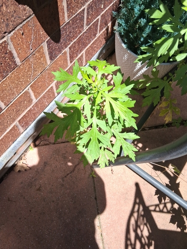 common mugwort