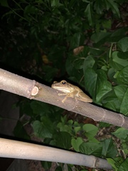 Polypedates megacephalus