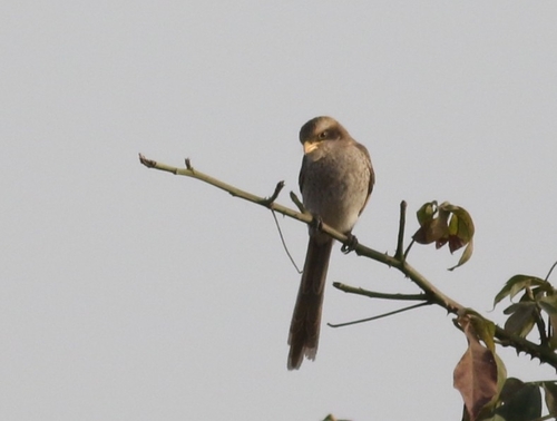 iNaturalist image