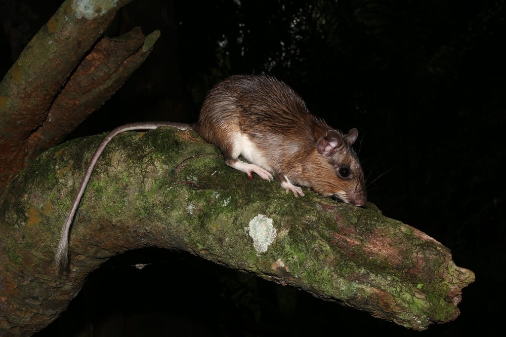 Hairy Atlantic Spiny-Rat