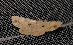 Aeolochroma quadrilinea