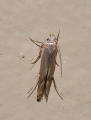 Thiotricha atractodes