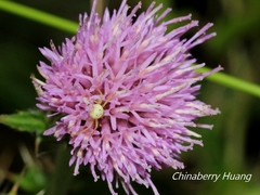 Cirsium japonicum australe