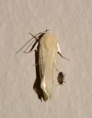 Earias chlorodes