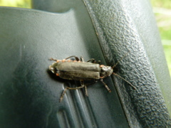 Cantharis obscura