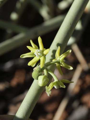 Cynanchum viminale subsp. viminale image