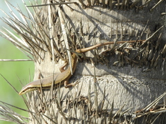 Varzea bistriata