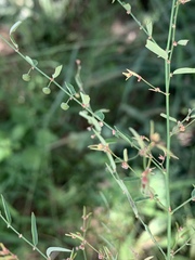 Phyllanthus pentandrus