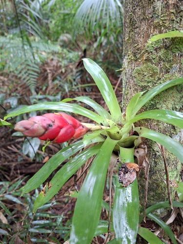 Vriesea heterostachys