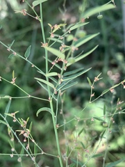 Phyllanthus pentandrus