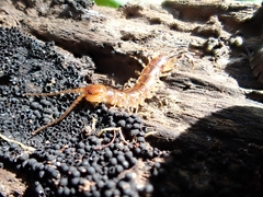 Lithobius variegatus