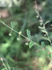 Phyllanthus pentandrus