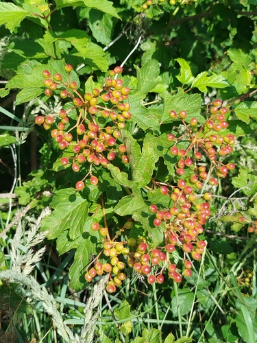 guelder-rose