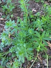Galium mollugo