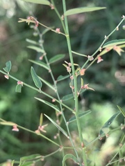 Phyllanthus pentandrus