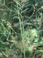 Phyllanthus pentandrus