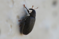 Orchestes fagi