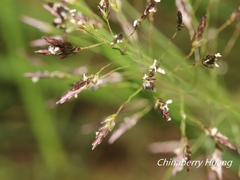 Eragrostis ferruginea