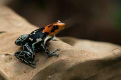 Ranitomeya fantastica