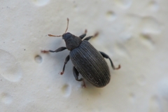 Orchestes fagi