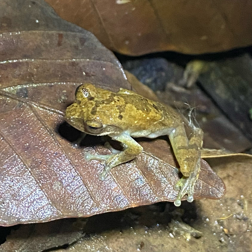 Chiromantis nongkhorensis observed 2026-06-16