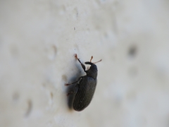 Orchestes fagi
