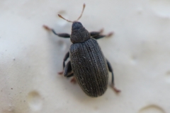 Orchestes fagi