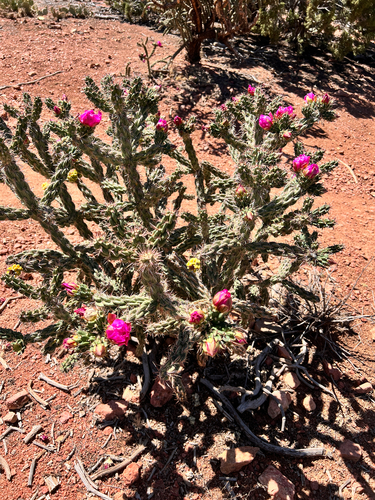tree cholla