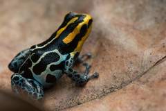 Ranitomeya fantastica