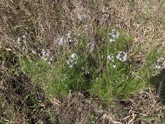 Amsonia ciliata