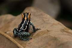 Ranitomeya fantastica