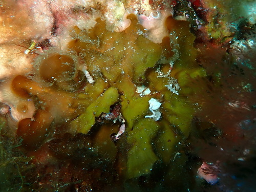 Zanardinia typus, 2026-06-14