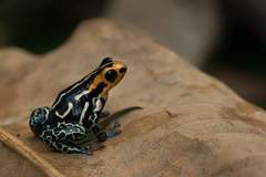 Ranitomeya fantastica