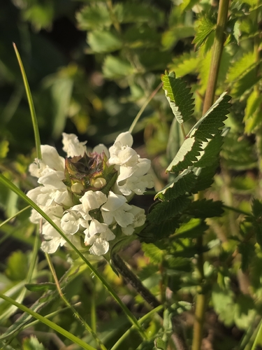 Cut-leaved Selfheal