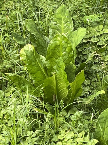western skunk cabbage